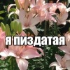 Irisvxg