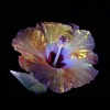 nymphis