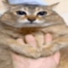 Корндог