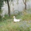 Тревожный гусь