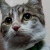 shahrey.67
