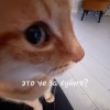 Просто чел_ик