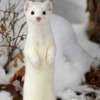 white.ermine