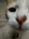 Кортофан